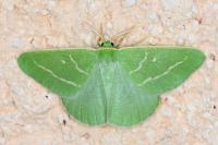 Thetidia smaragdaria