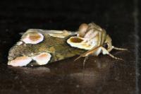 Thyatira batis
