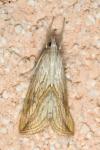 Evergestis forficalis