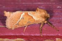 Triodia sylvina