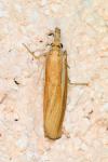 Agriphila selasella