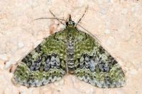 Acasis viretata
