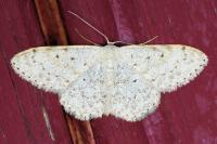 Scopula marginepunctata