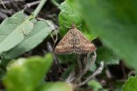 Pyrausta despicata
