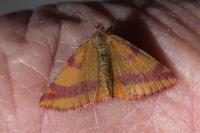 Lythria cruentaria