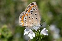 Polyommatus icarus