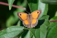 Pyronia tithonus