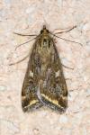 Loxostege sticticalis