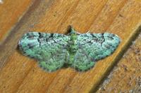 Pasiphila rectangulata