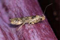 Bryotropha