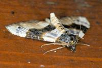 Cosmorhoe ocellata