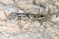 Eudonia angustea