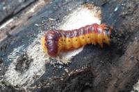 Cossus cossus