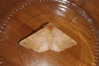 Colotois pennaria