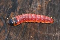 Cossus cossus