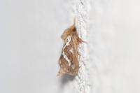 Korscheltellus lupulinus