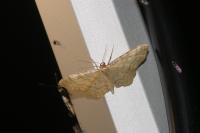 Idaea fuscovenosa