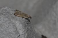 Bactra