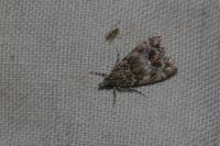 Eudonia lacustrata