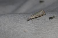 Chrysoteuchia culmella