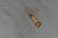 Agapeta zoegana