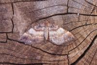 Earophila badiata