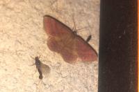 Scopula rubiginata