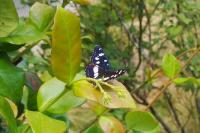Limenitis reducta