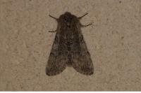 Achlya flavicornis