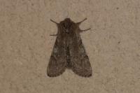 Achlya flavicornis