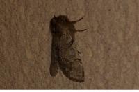 Achlya flavicornis