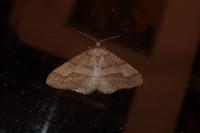 Phigaliohybernia marginaria