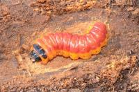 Cossus cossus