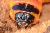 Cossus cossus