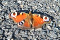 Aglais io
