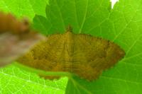Camptogramma bilineata