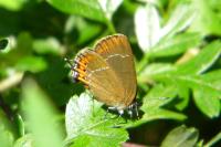 Satyrium pruni