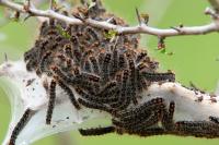 Eriogaster catax