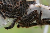 Eriogaster catax