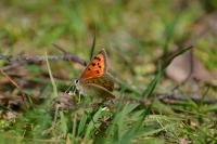 Lycaena phlaeas