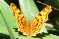 Polygonia c-album