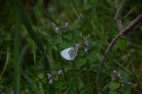 Pieris napi