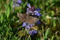 Erynnis tages