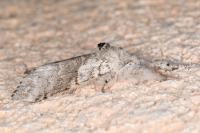 Calliteara pudibunda