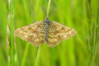 Ematurga atomaria
