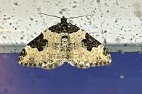 Xanthorhoe fluctuata