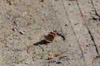 Vanessa atalanta