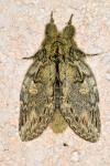 Peridea anceps