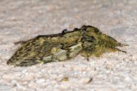 Peridea anceps