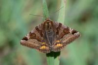 Euclidia glyphica